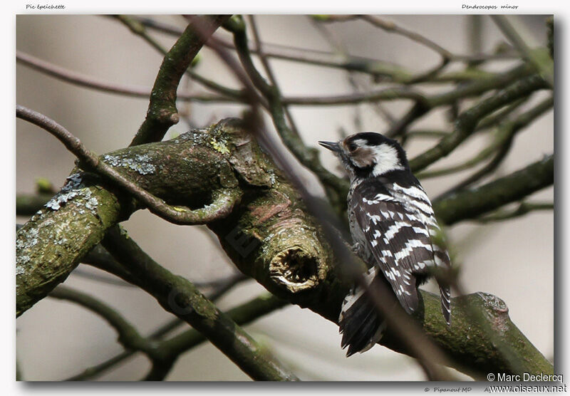 Lesser Spotted Woodpecker, identification