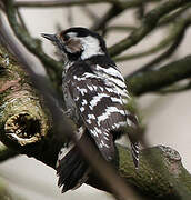 Lesser Spotted Woodpecker