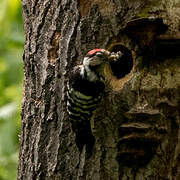 Lesser Spotted Woodpecker