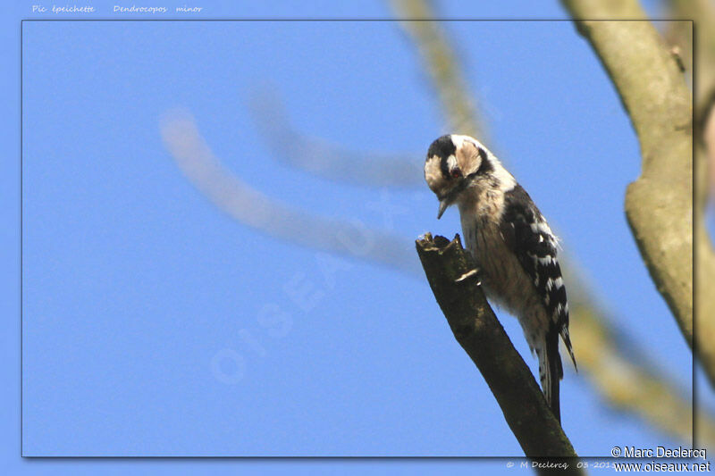 Lesser Spotted Woodpecker, identification