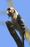 Lesser Spotted Woodpecker