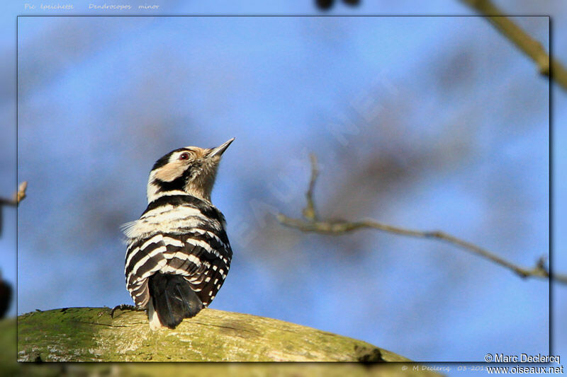 Lesser Spotted Woodpecker, identification