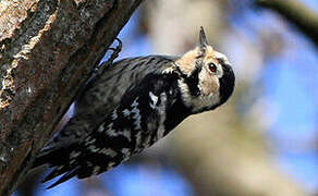 Lesser Spotted Woodpecker