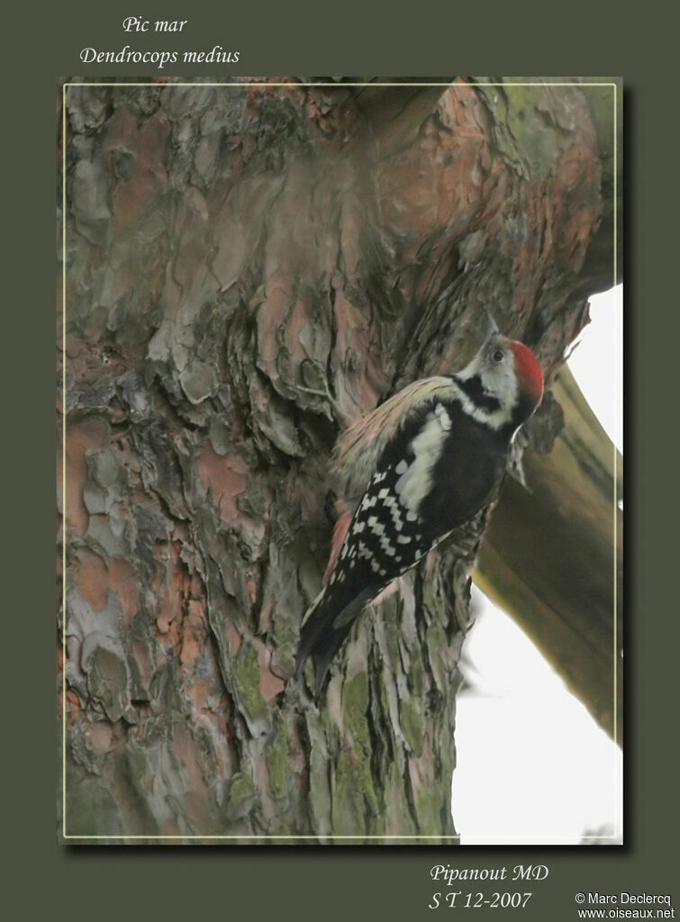 Middle Spotted Woodpeckeradult, identification