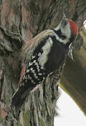 Middle Spotted Woodpecker