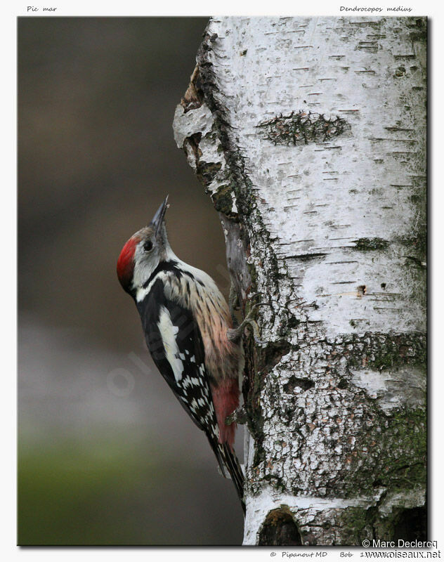 Middle Spotted Woodpecker, identification