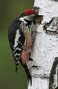 Middle Spotted Woodpecker