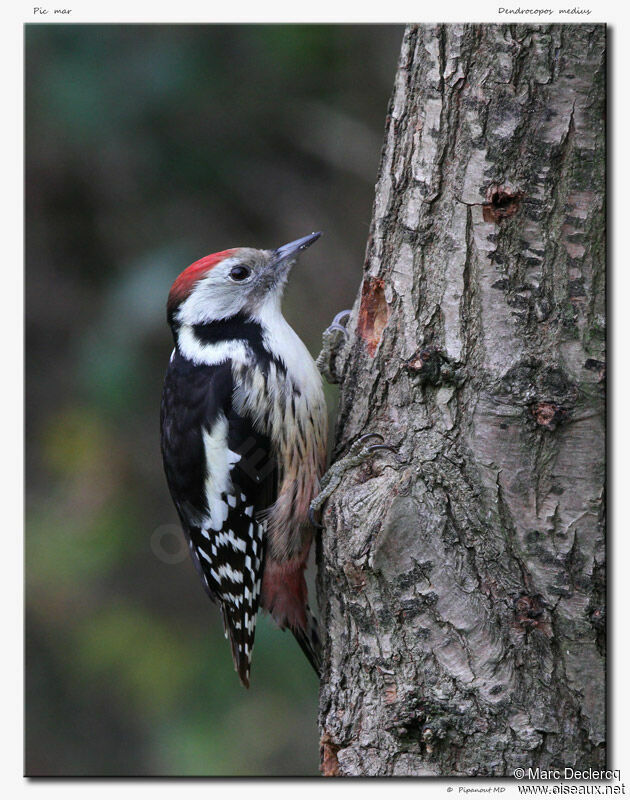 Middle Spotted Woodpecker, identification