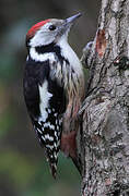 Middle Spotted Woodpecker