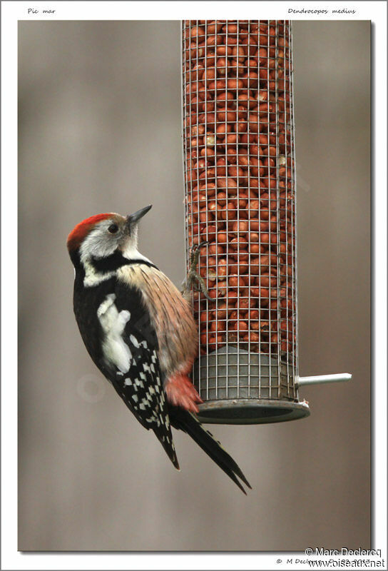 Pic mar mâle, identification, régime