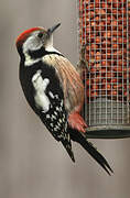 Middle Spotted Woodpecker