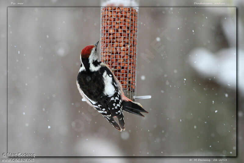 Middle Spotted Woodpecker, identification