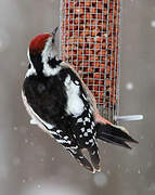 Middle Spotted Woodpecker