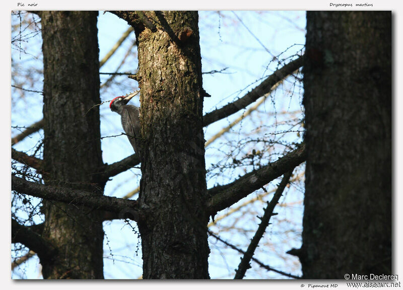 Black Woodpecker, identification