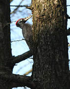 Black Woodpecker