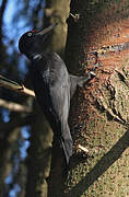 Black Woodpecker