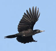 Black Woodpecker