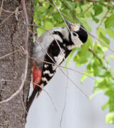 Syrian Woodpecker