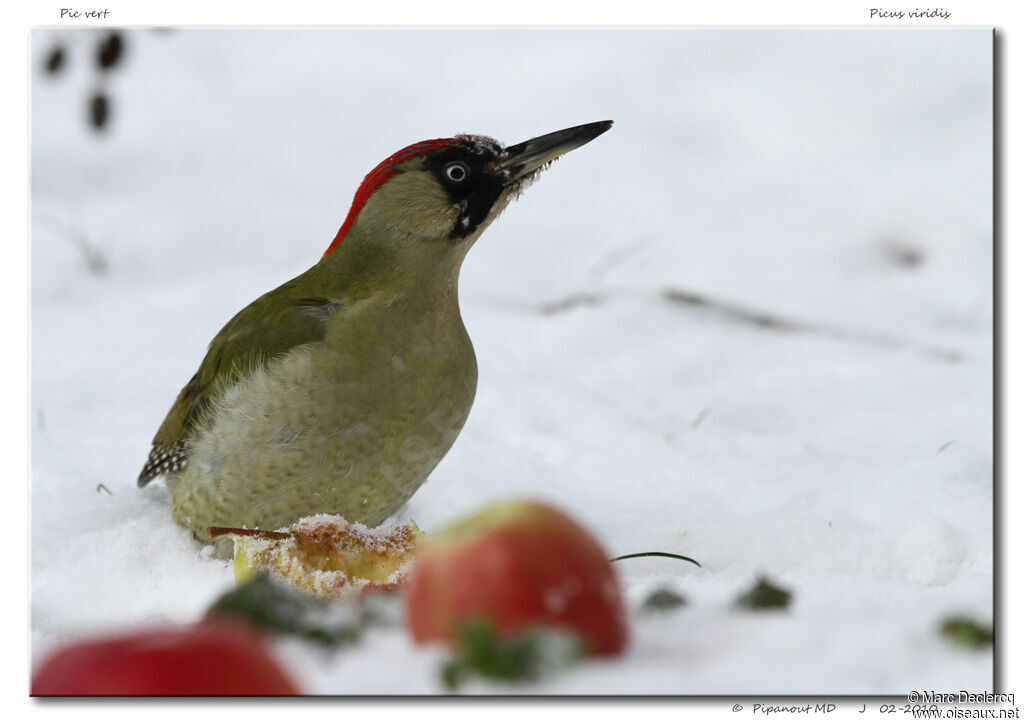 European Green Woodpecker female adult, Behaviour