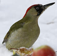 European Green Woodpecker