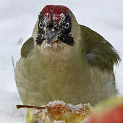 European Green Woodpecker