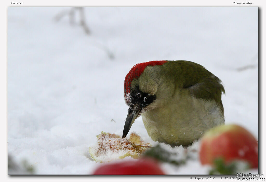 European Green Woodpecker female adult, Behaviour