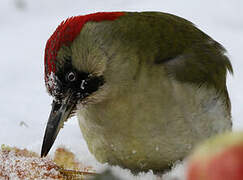 European Green Woodpecker