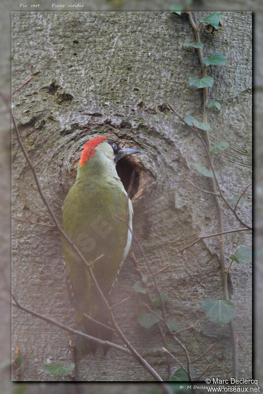 European Green Woodpecker, identification