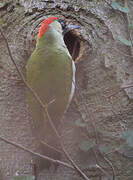 European Green Woodpecker