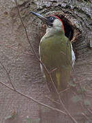 European Green Woodpecker