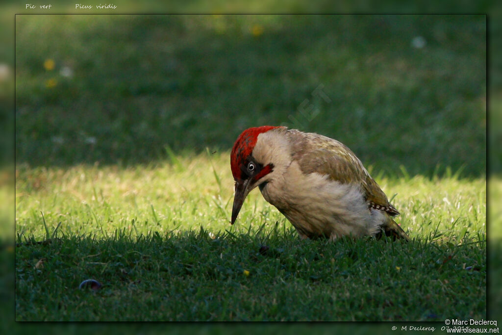 European Green Woodpecker male, identification