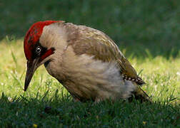 European Green Woodpecker