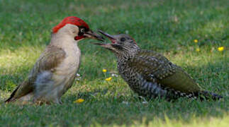 European Green Woodpecker