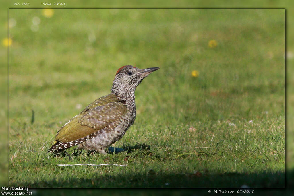 Pic vertjuvénile, identification