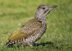 European Green Woodpecker