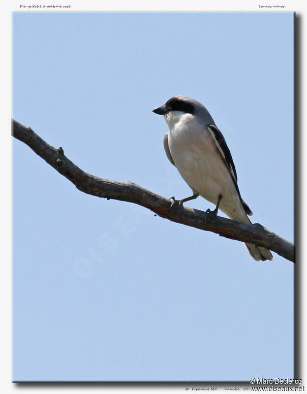 Lesser Grey Shrikeadult, identification