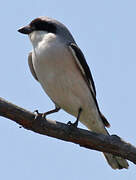 Lesser Grey Shrike