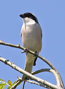 Lesser Grey Shrike