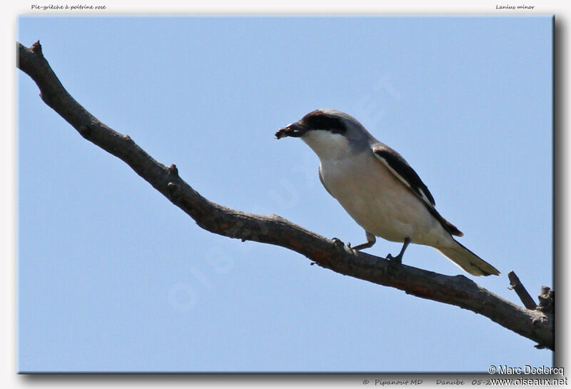 Lesser Grey Shrike, identification, feeding habits