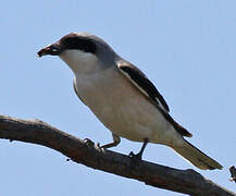 Lesser Grey Shrike