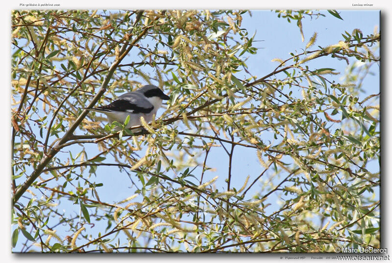 Lesser Grey Shrike