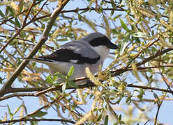 Lesser Grey Shrike