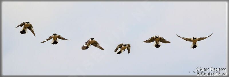 Lesser Grey Shrike, Flight