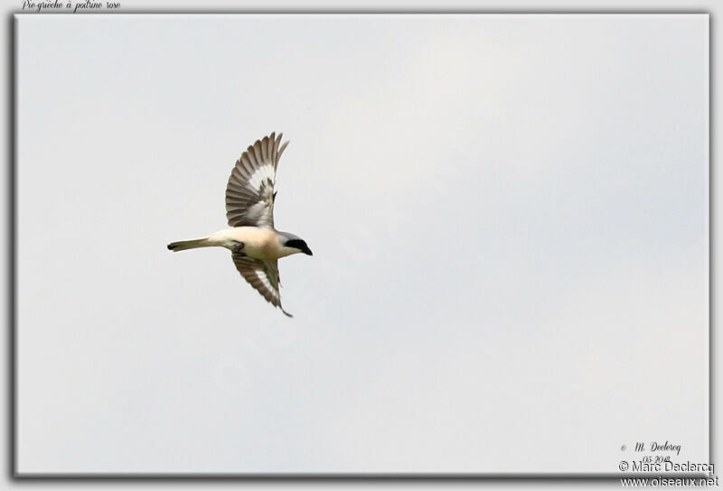 Lesser Grey Shrike