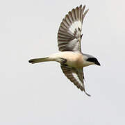 Lesser Grey Shrike