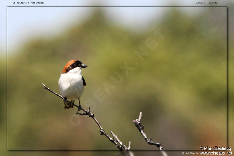 Pie-grièche à tête rousse, identification