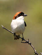 Woodchat Shrike