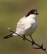 Woodchat Shrike