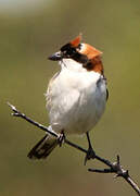 Woodchat Shrike