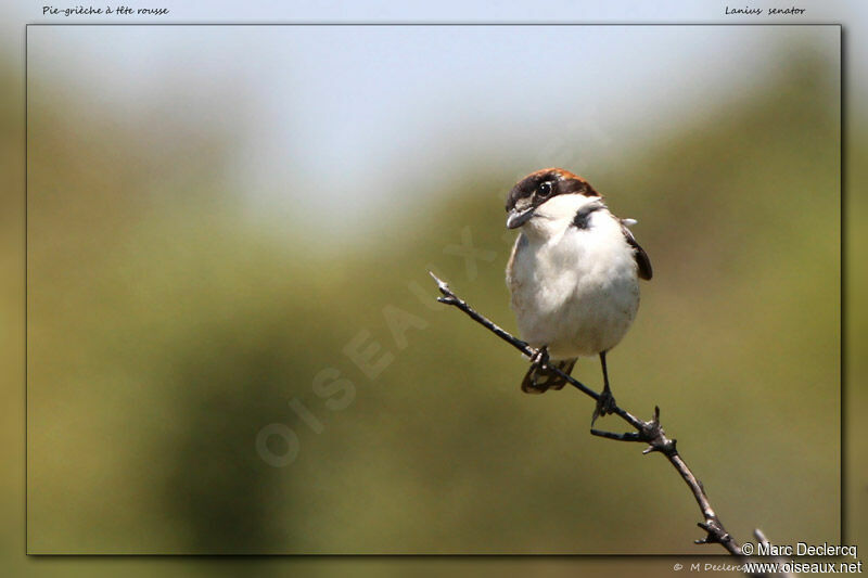 Woodchat Shrike, identification